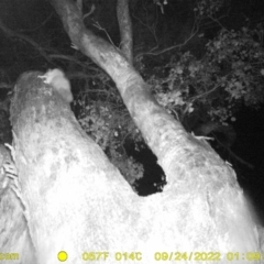 Petaurus norfolcensis (Squirrel Glider) at Ward Morrison Park - 23 Sep 2022 by DMeco