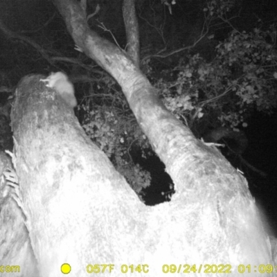 Petaurus norfolcensis (Squirrel Glider) at Ward Morrison Park - 23 Sep 2022 by DMeco