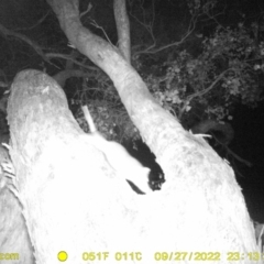 Pseudocheirus peregrinus (Common Ringtail Possum) at Ward Morrison Park - 27 Sep 2022 by DMeco