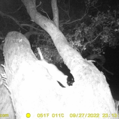 Pseudocheirus peregrinus (Common Ringtail Possum) at Wodonga - 27 Sep 2022 by DMeco