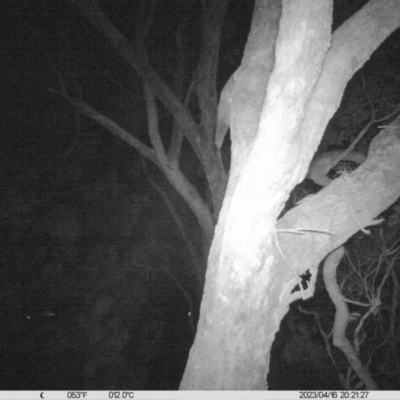 Petaurus norfolcensis (Squirrel Glider) at Leneva, VIC - 16 Apr 2023 by DMeco