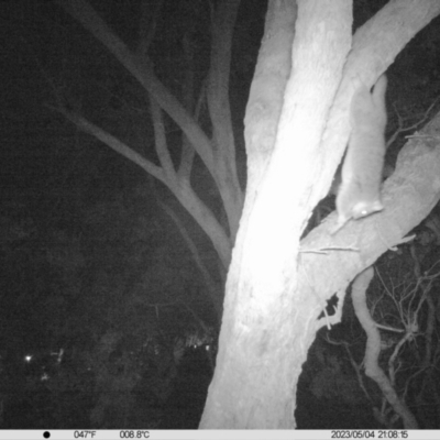 Pseudocheirus peregrinus (Common Ringtail Possum) at Monitoring Site 108 - Road - 4 May 2023 by DMeco