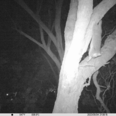 Pseudocheirus peregrinus (Common Ringtail Possum) at Monitoring Site 108 - Road - 4 May 2023 by DMeco