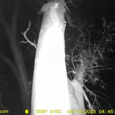 Petaurus norfolcensis (Squirrel Glider) at Monitoring Site 109 - Remnant - 14 Apr 2023 by DMeco