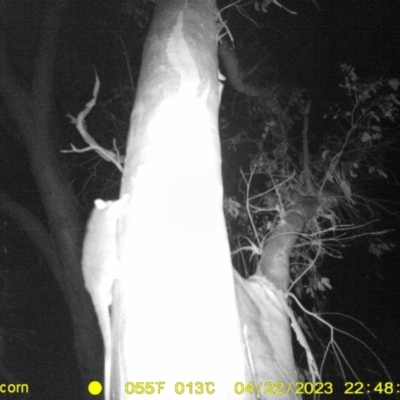 Pseudocheirus peregrinus (Common Ringtail Possum) at Monitoring Site 109 - Remnant - 22 Apr 2023 by DMeco