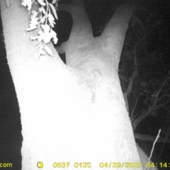 Trichosurus vulpecula (Common Brushtail Possum) at Leneva, VIC - 28 Apr 2023 by DMeco