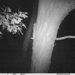 Petaurus norfolcensis (Squirrel Glider) at Leneva, VIC - 13 May 2023 by DMeco