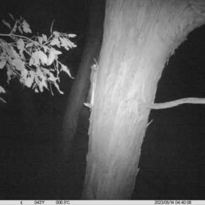 Petaurus norfolcensis (Squirrel Glider) at Monitoring Site 112 - Road - 14 May 2023 by DMeco