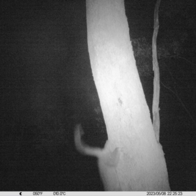 Trichosurus vulpecula (Common Brushtail Possum) at Wodonga, VIC - 8 May 2023 by DMeco