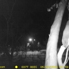 Petaurus norfolcensis (Squirrel Glider) at Monitoring Site 115 - Road - 21 May 2023 by DMeco