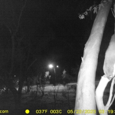 Petaurus norfolcensis (Squirrel Glider) at Anzac Pde Offset - 22 May 2023 by DMeco