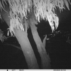 Trichosurus vulpecula at Undefined Area - 2 Jun 2023 06:11 AM