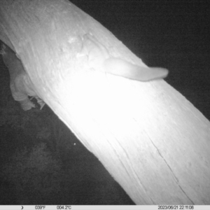 Petaurus norfolcensis at Monitoring Site 119 - Road - 21 Jun 2023 10:11 PM