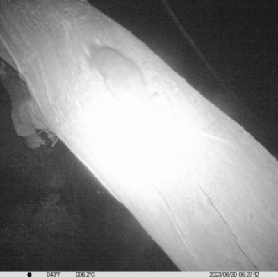 Pseudocheirus peregrinus (Common Ringtail Possum) at Monitoring Site 119 - Road - 29 Jun 2023 by DMeco