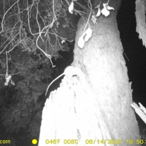 Rattus rattus at Monitoring Site 120 - Road - 14 Jun 2023 07:50 PM