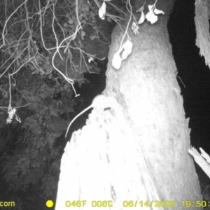 Rattus rattus at Undefined Area - 14 Jun 2023 07:50 PM