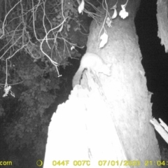 Trichosurus vulpecula (Common Brushtail Possum) at Wodonga - 1 Jul 2023 by DMeco