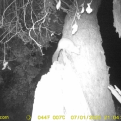 Trichosurus vulpecula (Common Brushtail Possum) at Monitoring Site 120 - Road - 1 Jul 2023 by DMeco