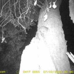 Pseudocheirus peregrinus (Common Ringtail Possum) at Monitoring Site 120 - Road - 2 Jul 2023 by DMeco