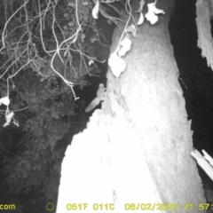 Petaurus norfolcensis (Squirrel Glider) at Monitoring Site 120 - Road - 2 Jun 2023 by DMeco