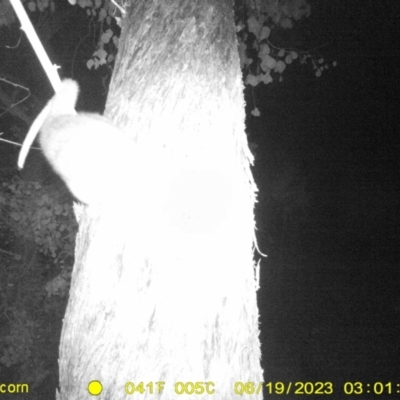 Pseudocheirus peregrinus (Common Ringtail Possum) at Monitoring Site 121 - Road - 18 Jun 2023 by DMeco