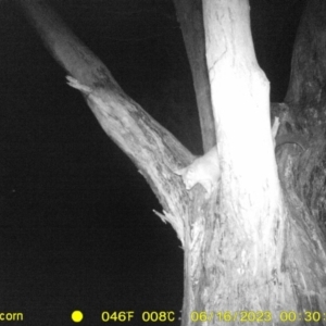 Trichosurus vulpecula at Undefined Area - 16 Jun 2023 12:30 AM