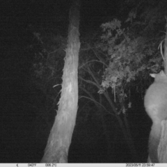 Trichosurus vulpecula (Common Brushtail Possum) at WREN Reserves - 11 May 2023 by DMeco