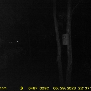 Petaurus sp. at Monitoring Site 124 - Road - 29 May 2023 10:37 PM