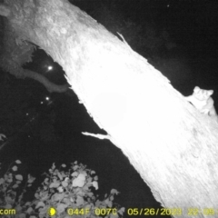 Petaurus norfolcensis (Squirrel Glider) at Baranduda, VIC - 26 May 2023 by DMeco