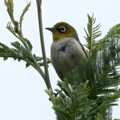 Zosterops lateralis (Silvereye) at QPRC LGA - 28 Nov 2023 by jb2602