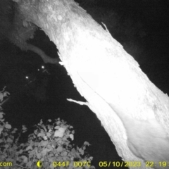 Pseudocheirus peregrinus (Common Ringtail Possum) at Baranduda, VIC - 10 May 2023 by DMeco