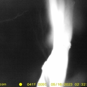 Petaurus sp. at Undefined Area - 16 May 2023 02:31 AM