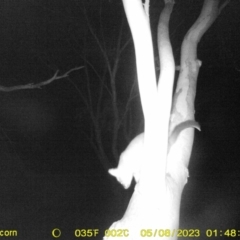 Trichosurus vulpecula (Common Brushtail Possum) at Monitoring Site 129 - Revegetation - 7 May 2023 by DMeco