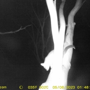 Trichosurus vulpecula at Undefined Area - 8 May 2023 01:48 AM