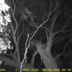 Petaurus norfolcensis (Squirrel Glider) at Monitoring Site 133 - Remnant - 5 Jun 2023 by DMeco