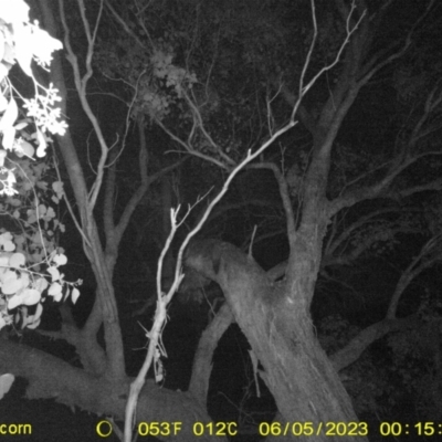 Petaurus norfolcensis (Squirrel Glider) at Monitoring Site 133 - Remnant - 4 Jun 2023 by DMeco