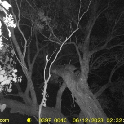 Trichosurus vulpecula (Common Brushtail Possum) at Baranduda, VIC - 11 Jun 2023 by DMeco