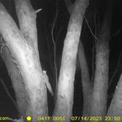 Petaurus norfolcensis (Squirrel Glider) at WREN Reserves - 14 Jul 2023 by DMeco