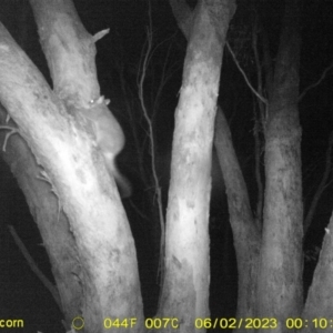 Trichosurus vulpecula at Monitoring Site 141 - Revegetation - 2 Jun 2023