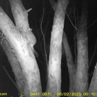 Trichosurus vulpecula (Common Brushtail Possum) at Wodonga - 2 Jun 2023 by DMeco