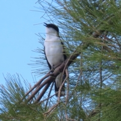 Lalage tricolor (White-winged Triller) at Upper Stranger Pond - 26 Nov 2023 by RodDeb