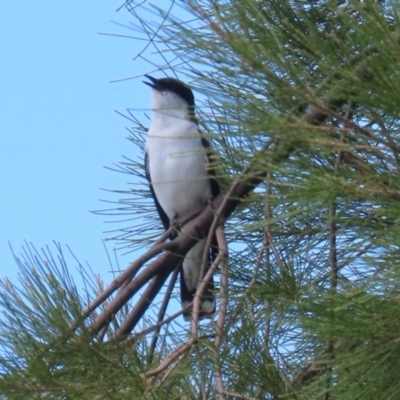 Lalage tricolor (White-winged Triller) at Isabella Plains, ACT - 26 Nov 2023 by RodDeb