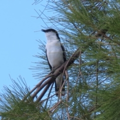 Lalage tricolor at Upper Stranger Pond - 26 Nov 2023 11:45 AM