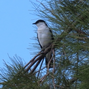 Lalage tricolor at Upper Stranger Pond - 26 Nov 2023