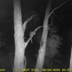 Pseudocheirus peregrinus (Common Ringtail Possum) at WREN Reserves - 4 Jun 2023 by DMeco