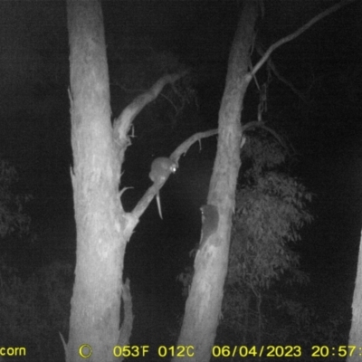 Pseudocheirus peregrinus (Common Ringtail Possum) at Monitoring Site 142 - Revegetation - 4 Jun 2023 by DMeco