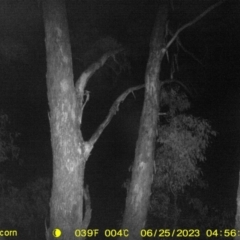 Petaurus norfolcensis (Squirrel Glider) at WREN Reserves - 4 Jun 2023 by DMeco