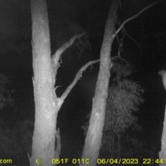 Petaurus norfolcensis at Undefined Area - 4 Jun 2023 10:44 PM