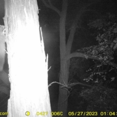 Petaurus norfolcensis (Squirrel Glider) at Monitoring Site 145 - Riparian - 27 May 2023 by DMeco