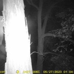Petaurus norfolcensis (Squirrel Glider) at WREN Reserves - 26 May 2023 by DMeco